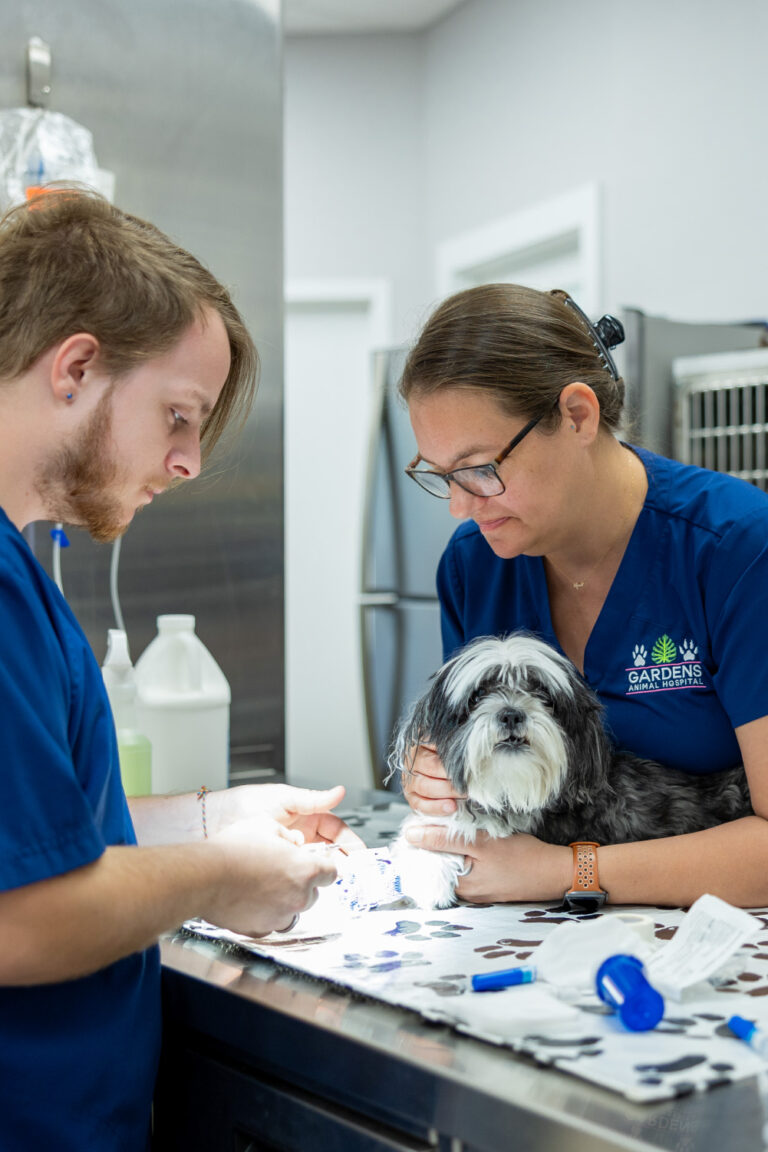 Gardens Animal Hospital Urgent Care for Dogs