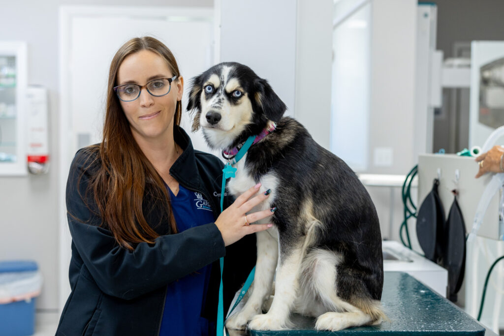 Pet Dermatology at Gardens Animal Hospital