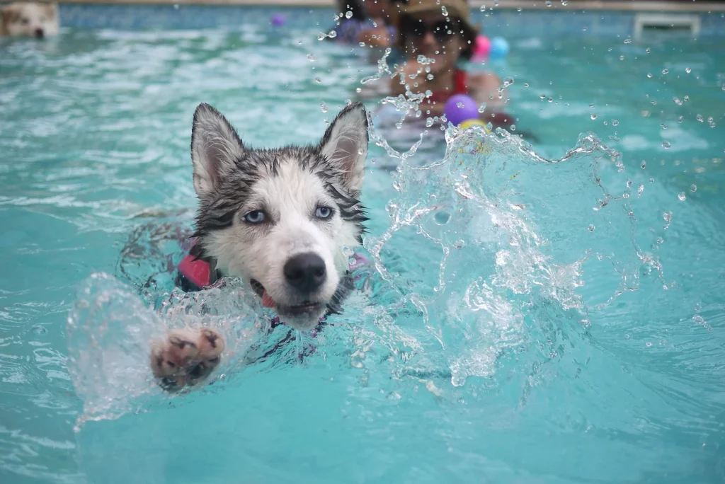 Dog Splashing in a Pool