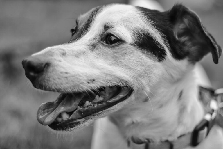 Dog with Mouth Open Showing Teeth