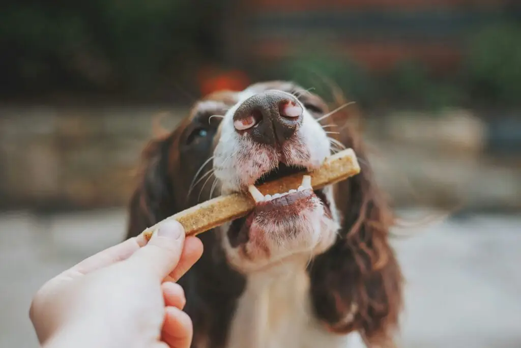 dog chewing on stick - pet nutrition and diet recommendations