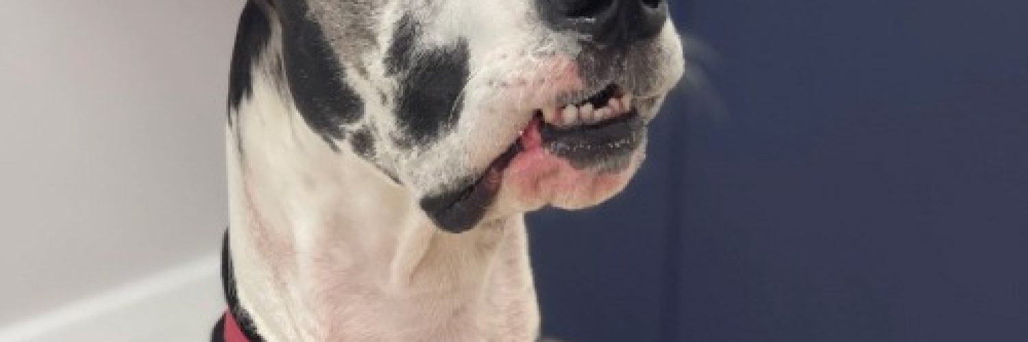 Gardens-Animal-Hospital-Testimonial---Great-Dane