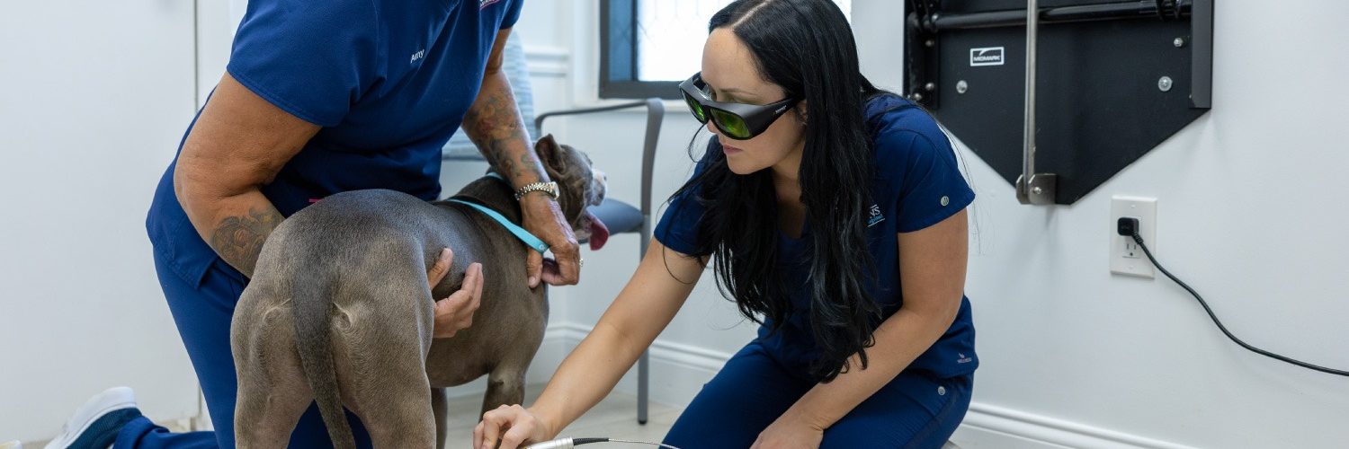 Palm Beach Gardens Animal Hospital K-Laser Therapy