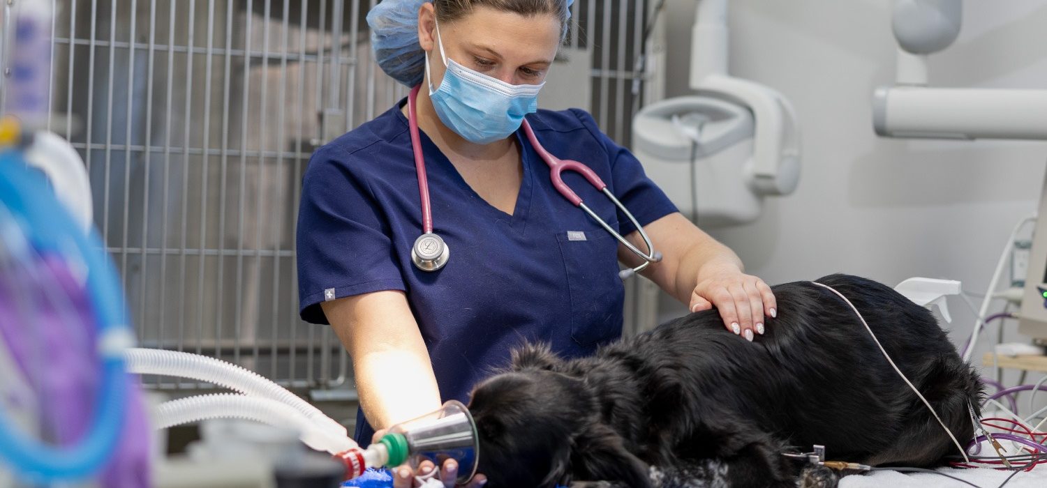 Gardens Animal Hospital veterinarian performing a medical treatment on a dog