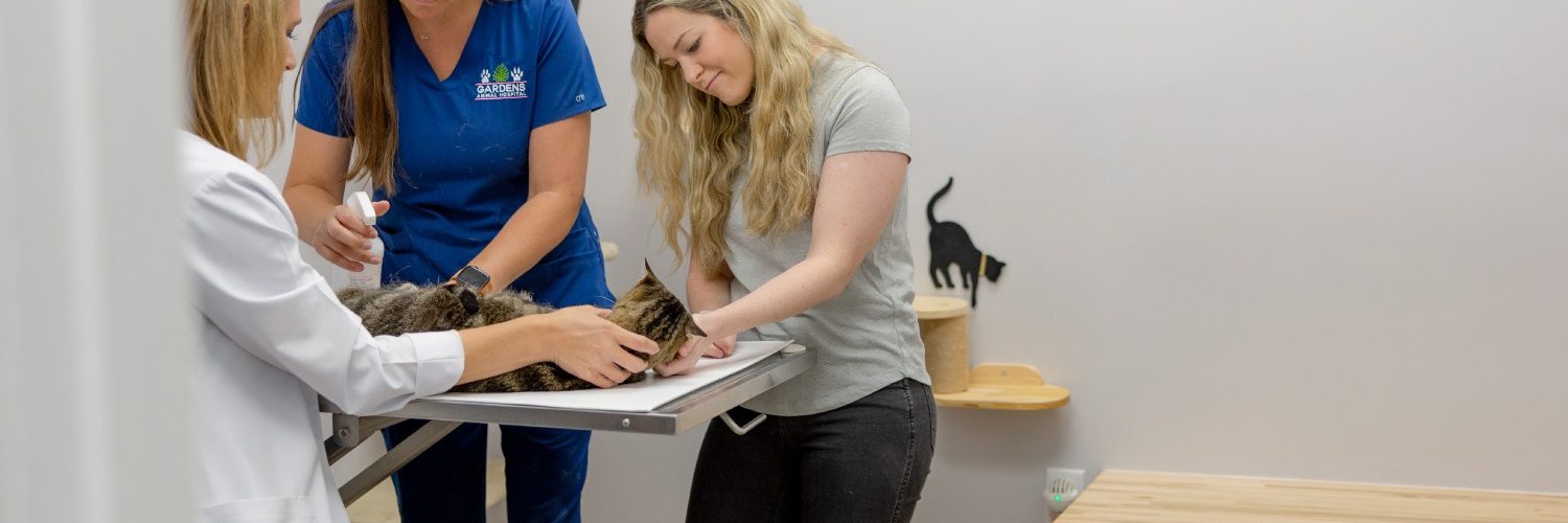 Palm Beach Gardens veterinarian cat care