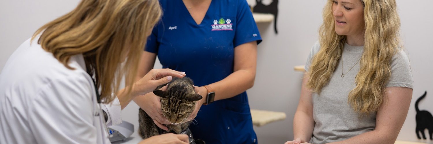 Dr Lisa Ciucci Veterinarian petting a cat