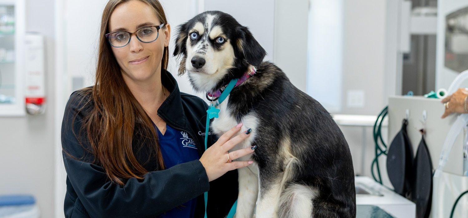 Palm Beach Gardens Veterinarian Dog Vet