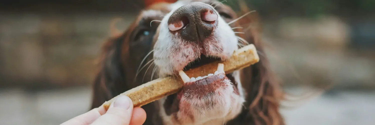 dog chewing on stick - pet nutrition and diet recommendations